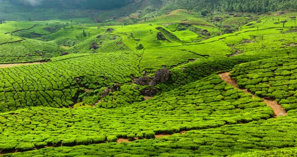  Timelapse of Green Tea Plantations in Munnar, Kerala, India