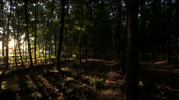 Forest in Sunny Afternoon 01