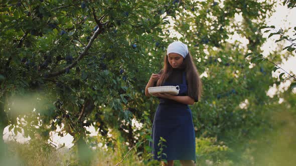 Portrait of Young Woman Picking Fresh Plums From the Tree and Put It Into the Basket