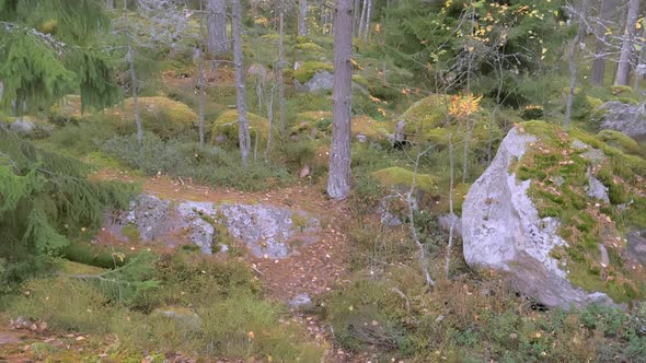 View of the Trees in the Forest with the Granite Soil