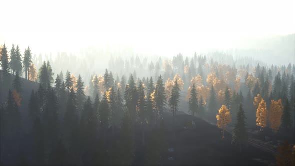 Sunlight in Spruce Forest in the Fog on the Background of Mountains at Sunset