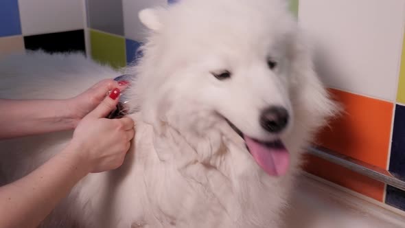 A Closeup of a Dog Groomer Bathes a Samoyed Dog in the Bathroom