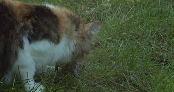 Norwegian Forest cat eating just hunted sparrow on green grass. Close up, high angle 4K