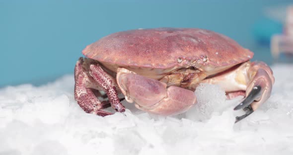 Live Crab Standing On Top Of The Ice With Blue Background. close up, slider right