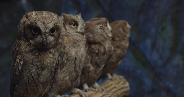 Tiny Baby Owls Are Sitting on a Branch, a Man Is Putting One of Them Back, 