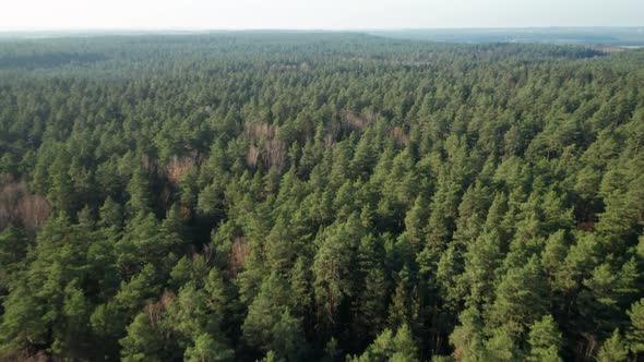 AERIAL: Fast Flying Above Majestic Pine Forest with Clear Sky on a Sunny Autumn Day