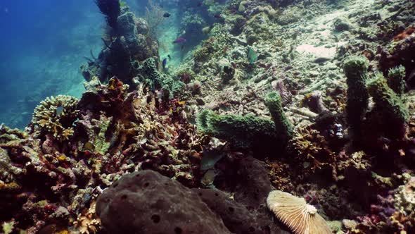 Coral Reef and Tropical Fish