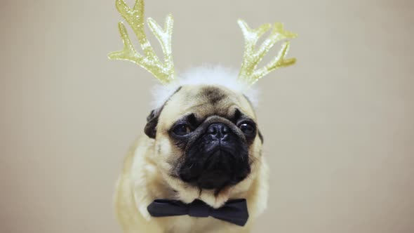 Portrait of Cute Funny Dog of the Pug Breed in a New-year Suit, Deer Antlers