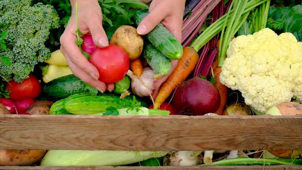 Harvest Vegetables in the Garden in the Hands of a Woman