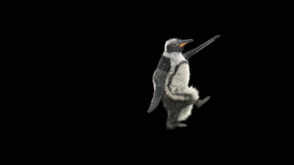 74 Penguin Dancing HD