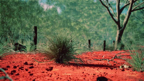 Australian Bush with Trees on Red Sand