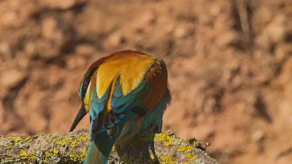 European Beeeater or Merops Apiaster