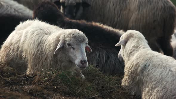 Close Up of Sheeps Grazing on the Field