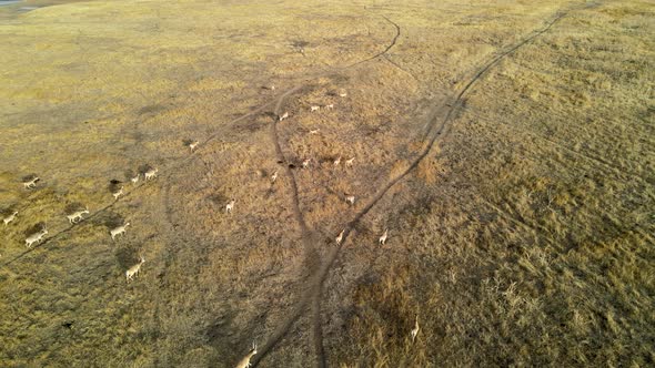 Wild Saiga Antelope Running. Herd of Antelope Running on Steppes To River.  Hdr Slow Motion