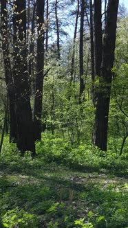 Vertical Video of Green Forest During the Day