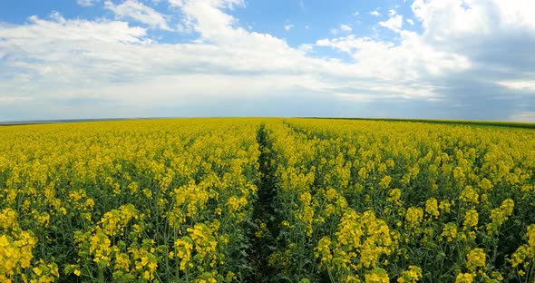 Beautiful golden Rapeseed under a clear summer sky -slowmo rise