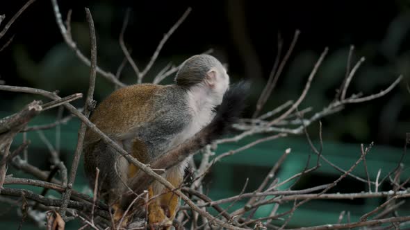 Common Squirrel Monkey Calling Others While Sitting On The Tree. - close up