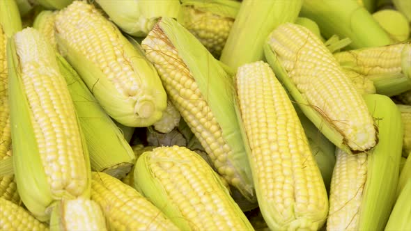 Corn cobs for sale at the free market, panoramic plan