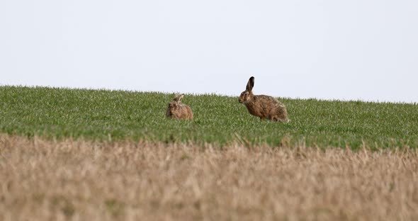 wild rabbit, European hare (Lepus europaeus)