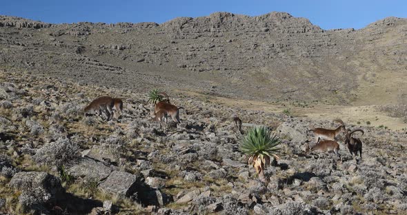 rare Walia ibex in Simien Mountains Ethiopia