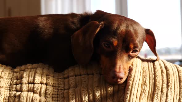 Dachshund Relaxing on Sofa