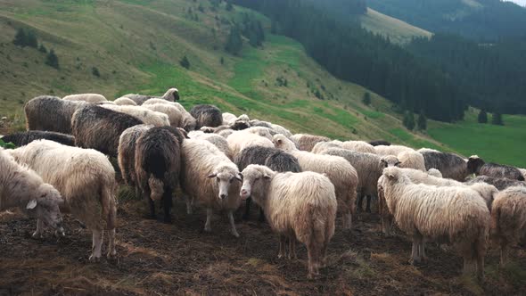 Sheeps on a Pasture in Mountains