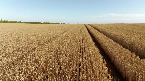 Drone Flight Above Wheat Field Combine Tracks of the Harvester Vertical Move Agriculture