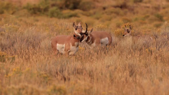 Pronghorn in Yellowstone National Park