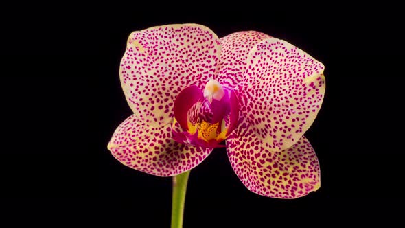 Blooming Yellow - Magenta Orchid Phalaenopsis Flower 