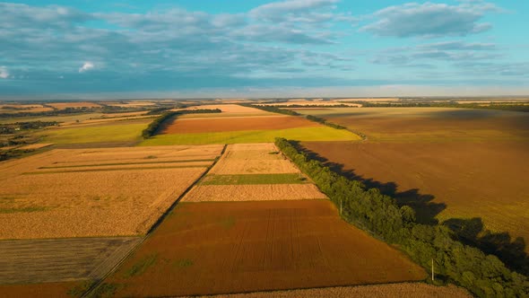 Aerial Footage Top View Over Yellow Fields of Corn Wheat and Sunflower in Ukraine Rural Agricultural