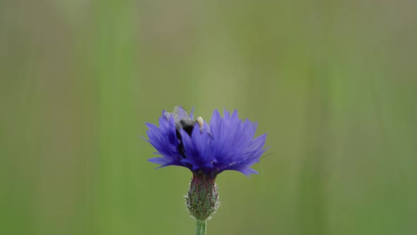 Isolated bokeh shot of purple cornflower with bumblebee collecting nectar