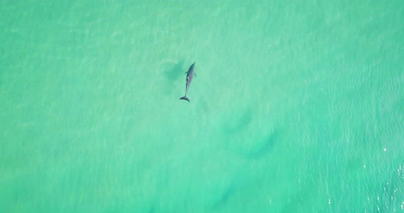 Spectacular aerial morning flight over dolphin in wild colorful ocean, Australia