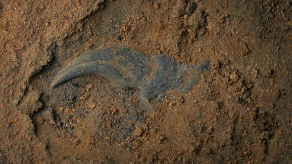 Velociraptor Claw Fossil Rotating Overhead Shot