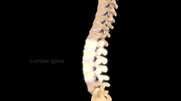 Lumbar Spine Anatomy .Pain in the Lumbar Spine