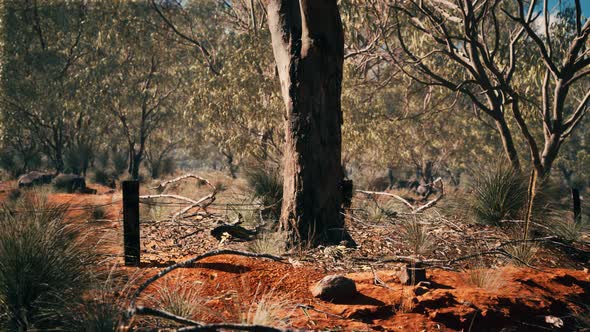 Australian Bush with Trees on Red Sand
