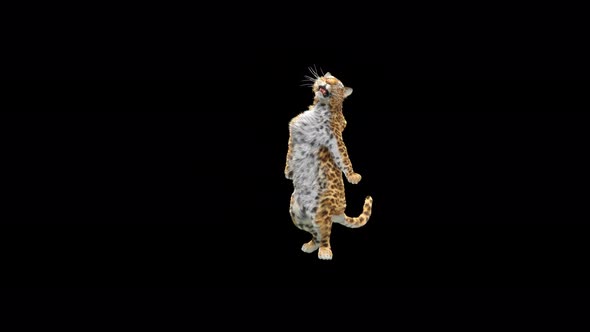 Leopard Dancing 4K