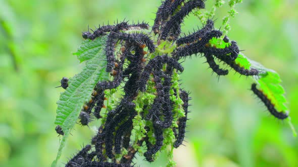 A Lot of Black Caterpillars of the Peacock Butterfly on Nettles Closeupblurred Background