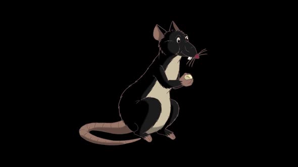 Black rat sits and eats cheese