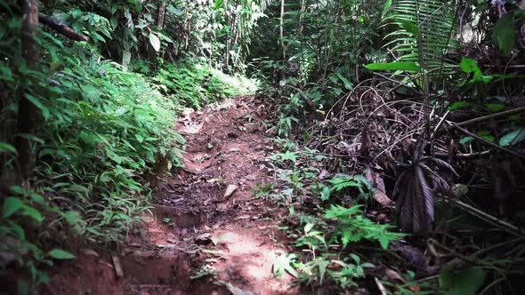 Slowly moving forward through a trail in the jungle.