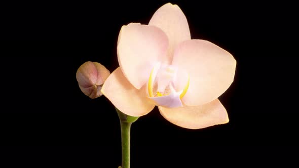 Blooming Peach Orchid Phalaenopsis Flower