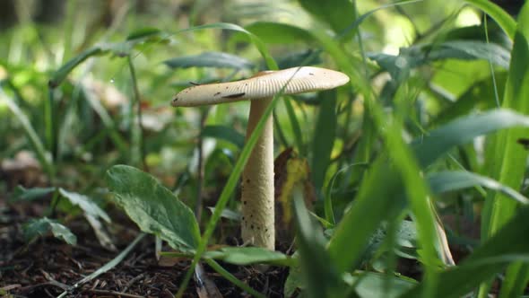 Inedible mushroom among the green grass in the forest. Close-up.