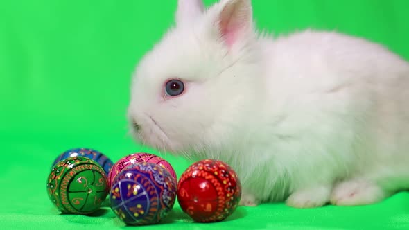 White rabbit on a green background, dirty Bunny