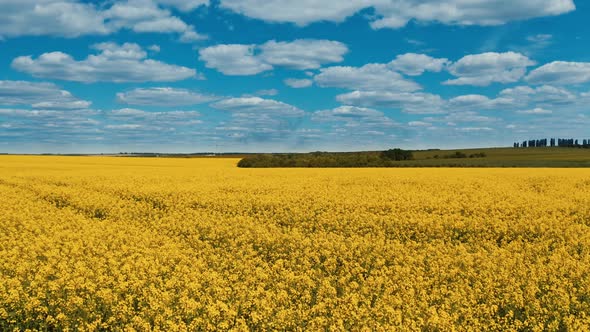 Field blossom yellow in the farmland