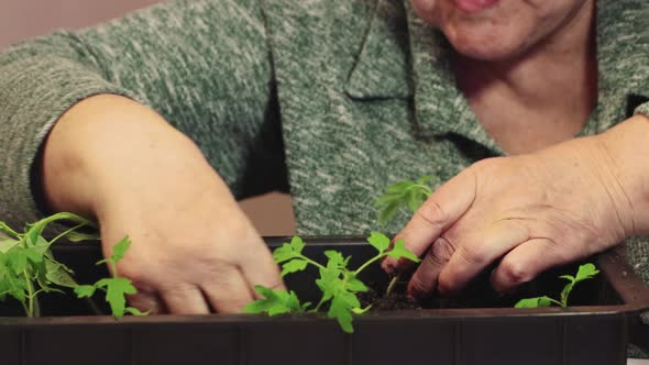 Closeup of a Woman's Hands Digging Out a Tomato Seedling From a Box