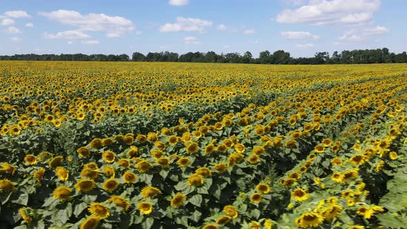 Large Field with Sunflowers on a Sunny Summer Day