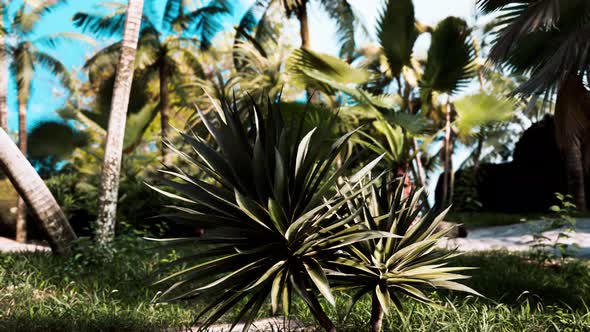 Tropical Palms and Plants at Sunny Day