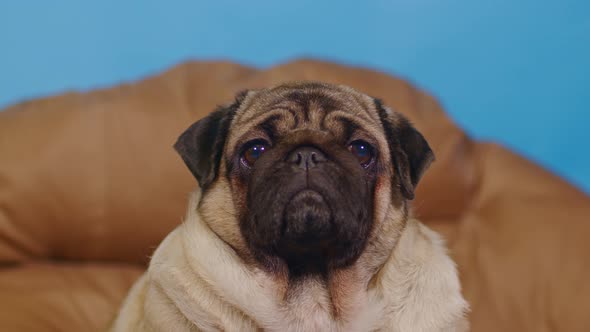 Cute pug on large pillow.