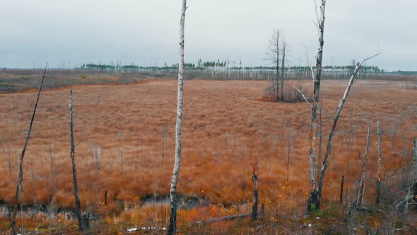 A Landscape of Autumn Field - Bare Birch Trees - Aerial View