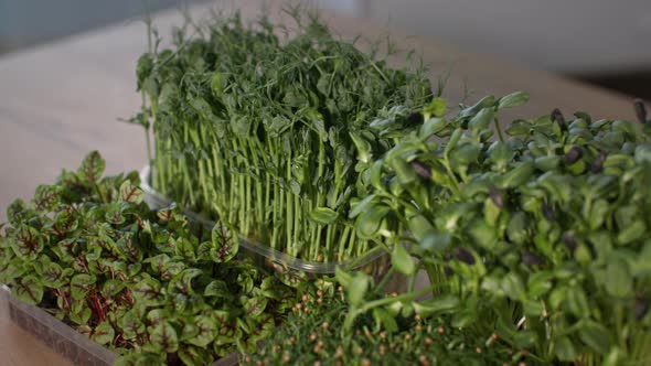 Fresh Juicy Microgreens in Containers for Proper Nutrition Grown at Home Closeup