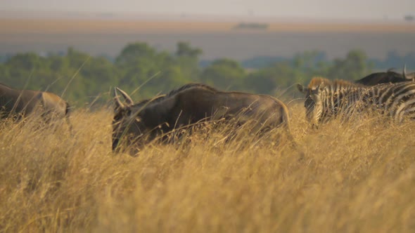 Wildebeests and a zebra in tall dry grass